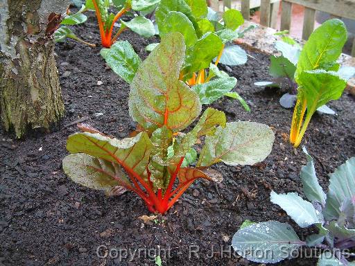 Silverbeet redstemmed 